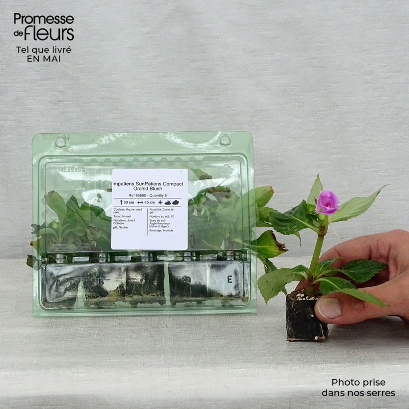Amostra de Alegria-da-casa Sunpatiens Compact Orchid Blush - Impatiens Mini-torrão Ø 3/4 cm tal como entregue na primavera
