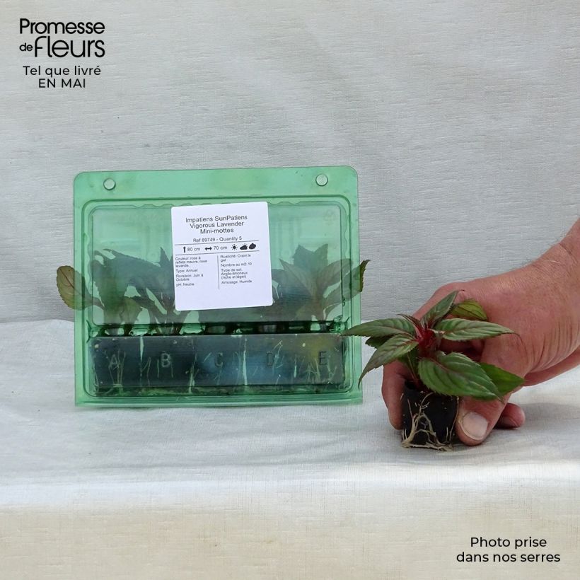 Amostra de Impatiens SunPatiens Vigorous Lavender Mini-mottes Mini-torrão Ø 3/4 cm tal como entregue na primavera