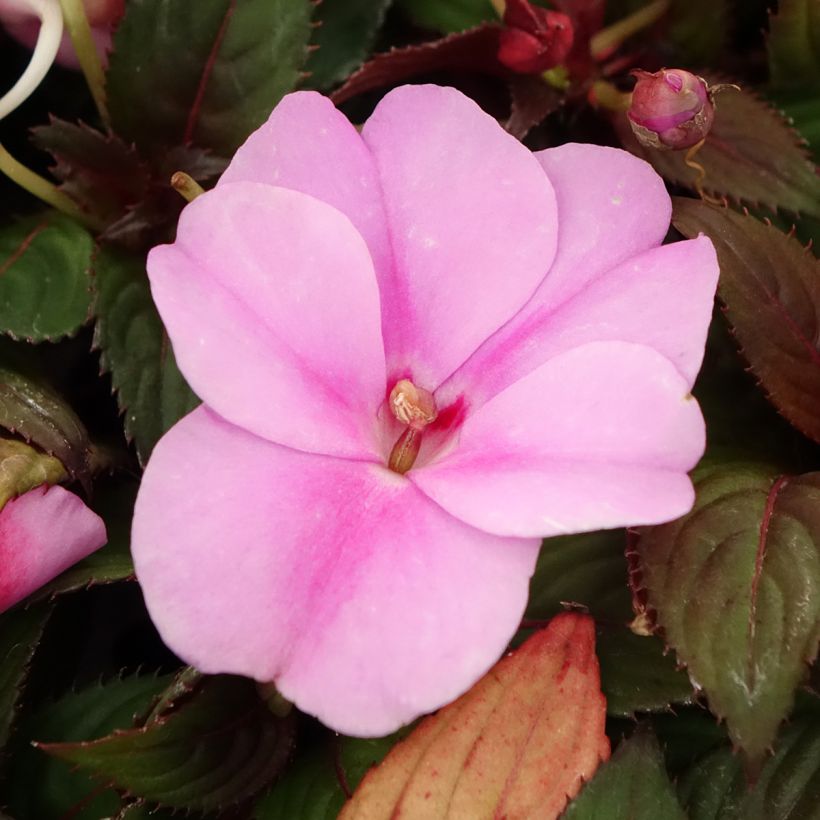 Beijinho da Nova Guiné SunPatiens Vigorous Lavender (Floração)