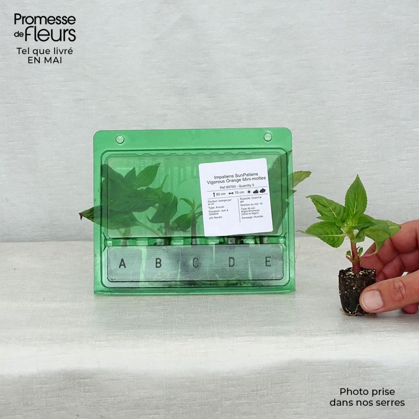 Amostra de Impatiens SunPatiens Vigorous Orange Mini-mottes Mini-torrão Ø 3/4 cm tal como entregue na primavera