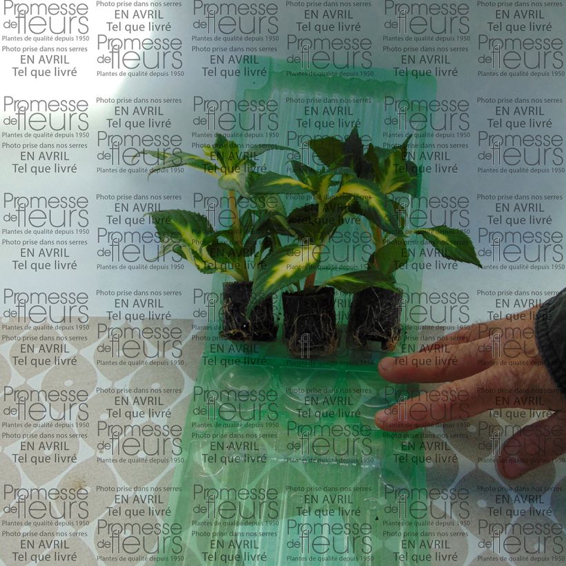 Exemplo de amostra de Impatiens SunPatiens Vigorous White Variegated Mini-torrão Ø 3/4 cm tal como entregue