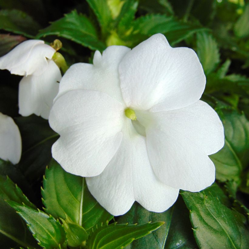 Alegria-da-casa Sunpatiens Compact Branco - Impatiens (Floração)