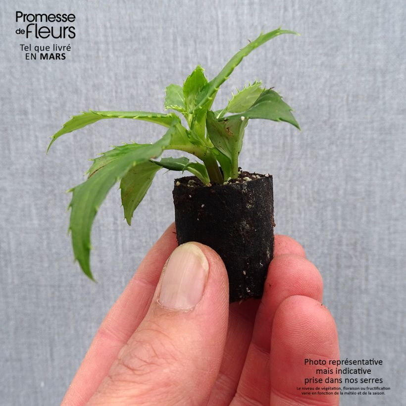 Amostra de Impatiens SunPatiens compact Blanc Mini-torrão Ø 3/4 cm tal como entregue na primavera