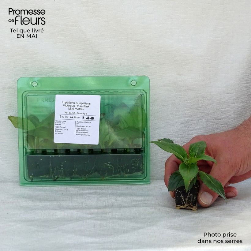 Amostra de Impatiens Sunpatiens Vigorous Rose Pink Mini-mottes Mini-torrão Ø 3/4 cm tal como entregue na primavera