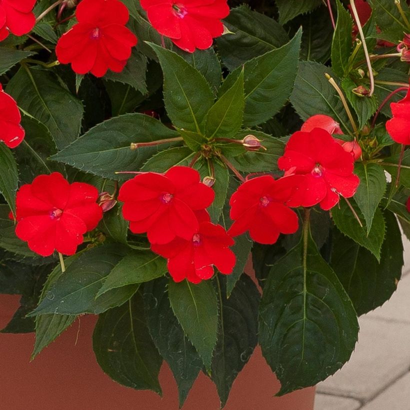 Beijinho da Nova Guiné Sunpatiens Vigorous Scarlet em minimottes (Folhagem)