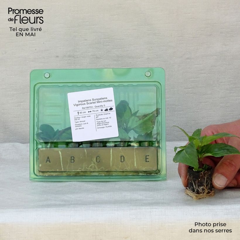 Amostra de Impatiens Sunpatiens Vigorous Scarlet Mini-mottes Mini-torrão Ø 3/4 cm tal como entregue na primavera