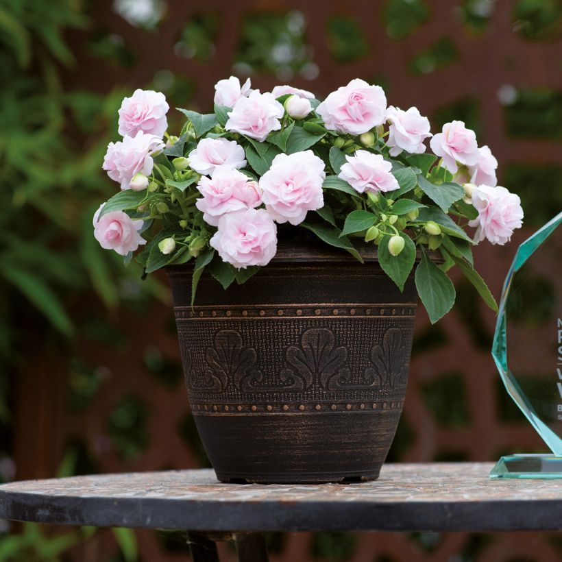 Alegria-do-lar Glimmer Appleblossom - Impatiens walleriana (Hábito)