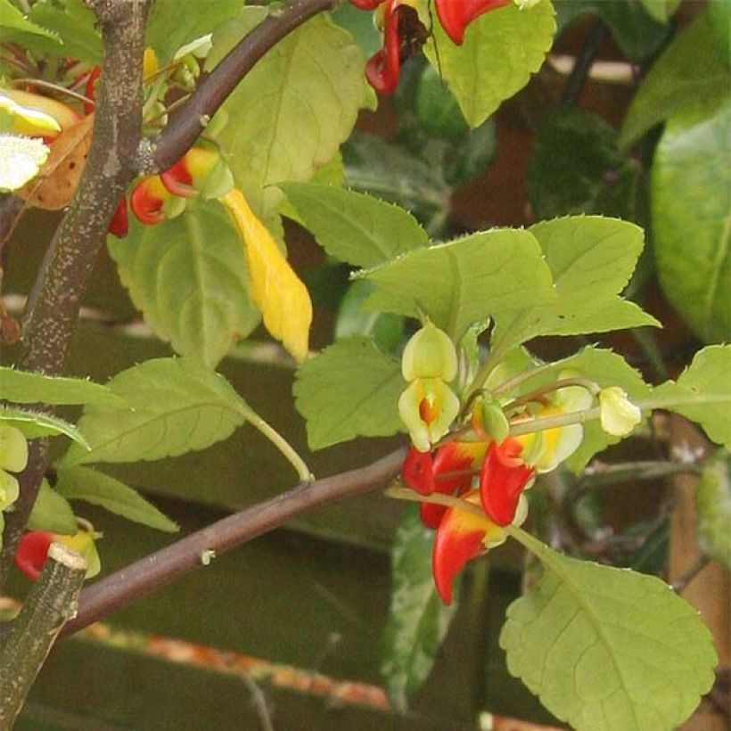 Impatiens niamniamensis Vermelho e Amarelo (Folhagem)