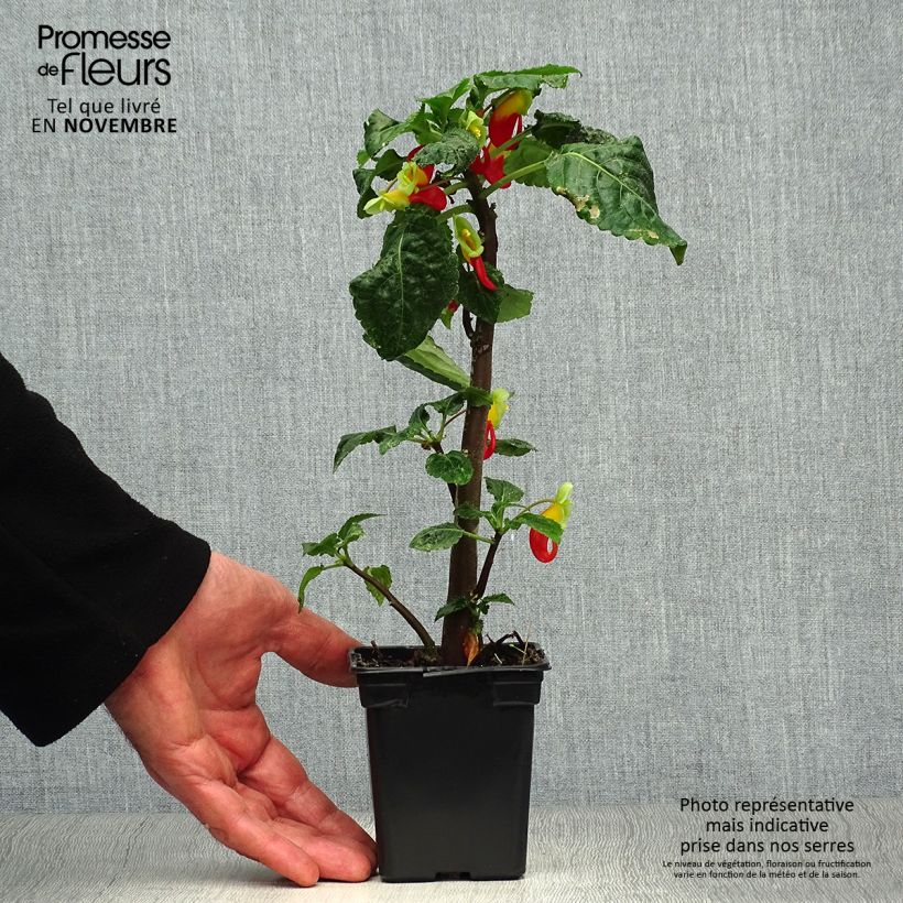 Amostra de Impatiens niamniamensis Vermelho e Amarelo Vaso de 7/8 cm tal como entregue no outono