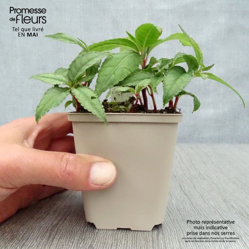 Amostra de Impatiens omeiana Ice Storm Vaso de 8/9 cm tal como entregue na primavera