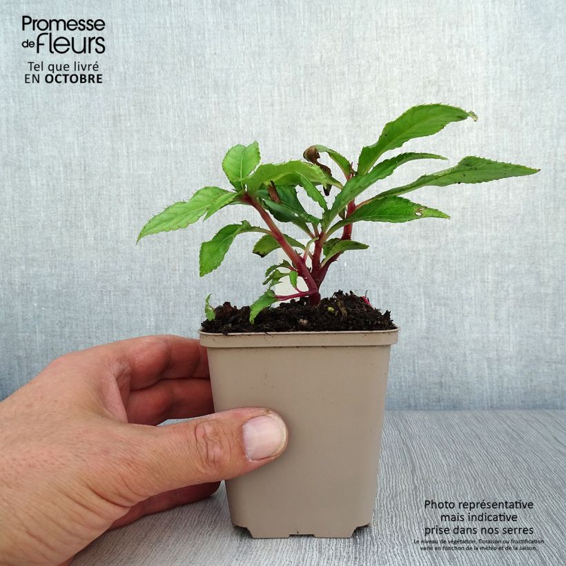 Amostra de Impatiens omeiana Ice Storm Vaso de 8/9 cm tal como entregue no outono