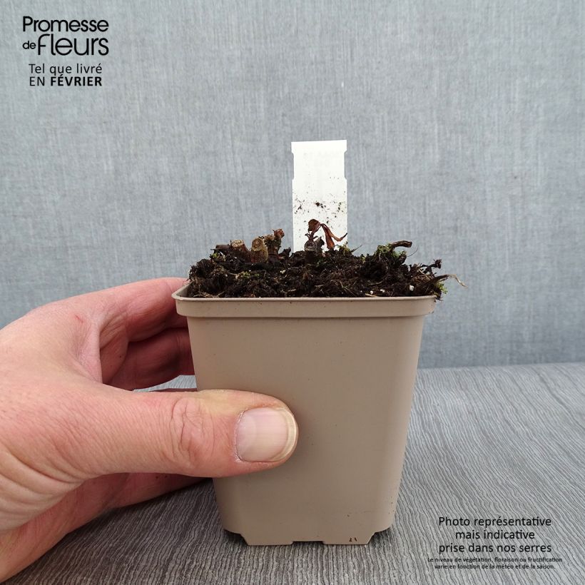 Amostra de Impatiens omeiana Ice Storm Vaso de 8/9 cm tal como entregue no inverno