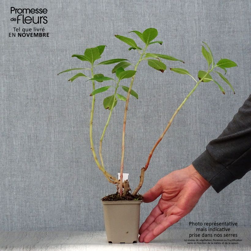 Amostra de Impatiens tinctoria - Impatiente, Balsamine vivace Vaso de 8/9 cm tal como entregue no outono