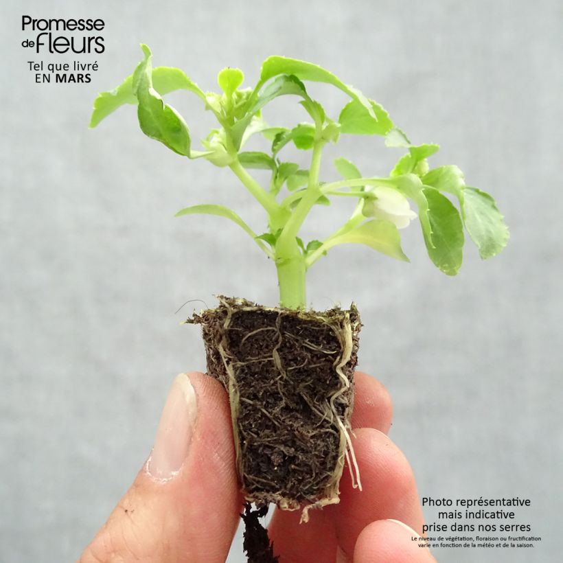 Amostra de Alegria-do-lar Beacon Mix - Impatiens walleriana Jardimotte: torrão de 3,8 cm x 3,2 cm em tabuleiro de cultivo de 16 unidades tal como entregue na primavera