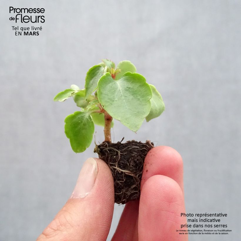 Amostra de Alegria-do-lar Beacon Mix - Impatiens walleriana Mini-torrão Ø 1,5/2,5 cm tal como entregue na primavera