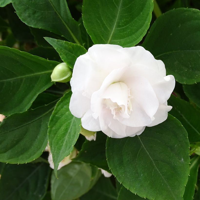 Alegria-da-casa Double Walleriana Branco - Impatiens walleriana (Floração)