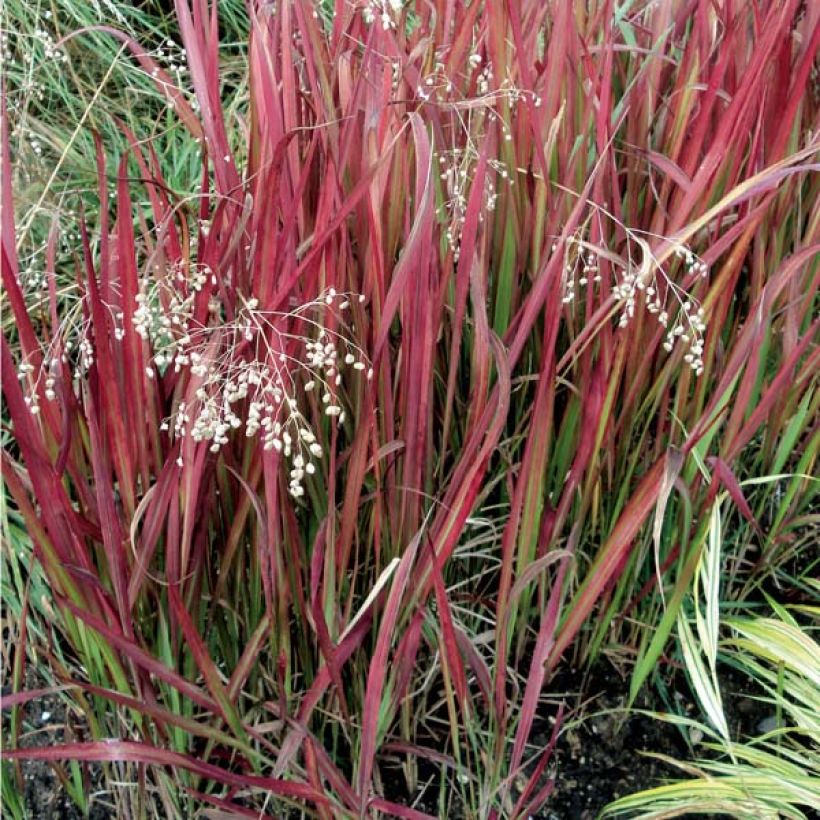 Imperata cylindrica Red Baron (Hábito)
