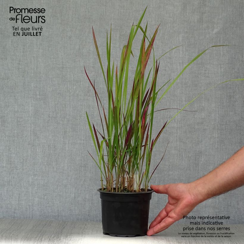 Amostra de Imperata cylindrica Red Baron Vaso de 2 L/3 L tal como entregue no verão