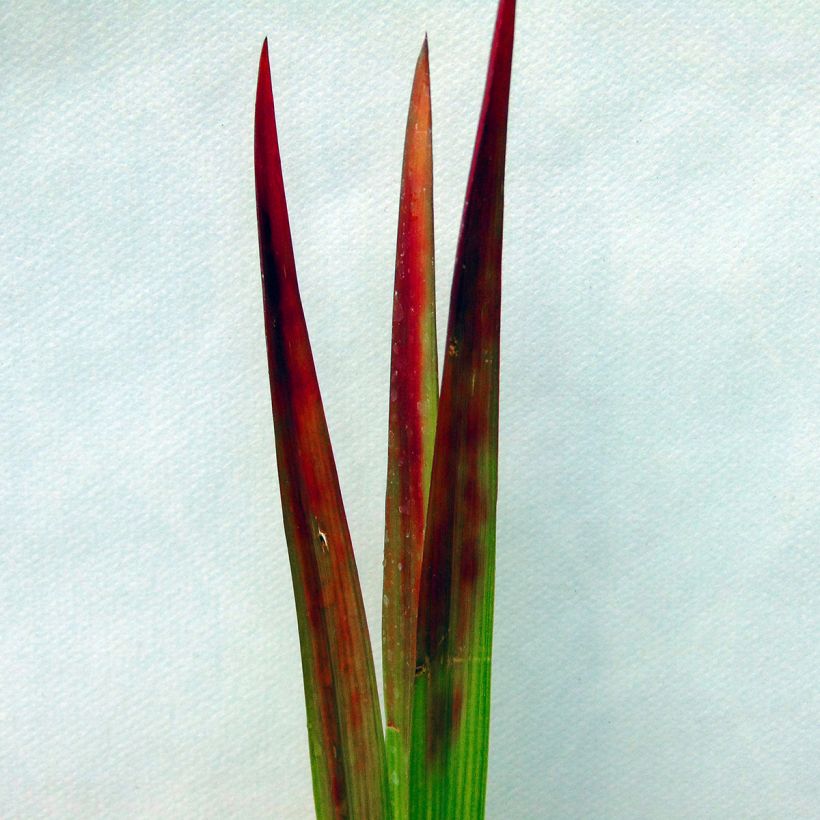 Imperata cylindrica Red Baron (Folhagem)