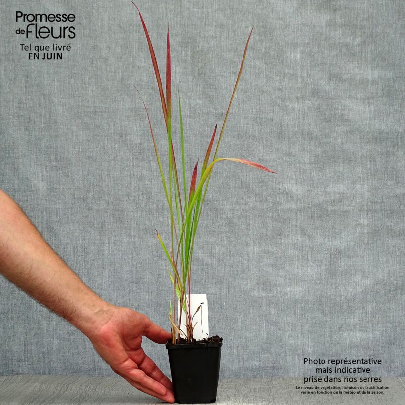 Amostra de Imperata cylindrica Red Baron Vaso de 8/9 cm tal como entregue no verão