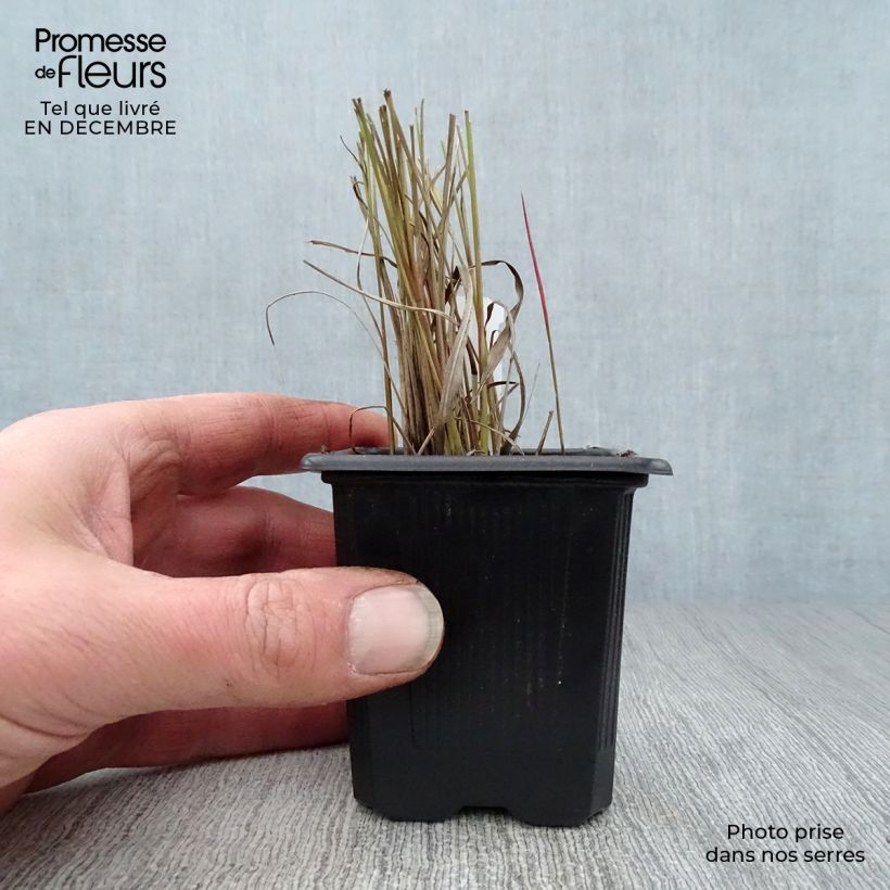 Amostra de Imperata cylindrica Red Baron Vaso de 8/9 cm tal como entregue no inverno