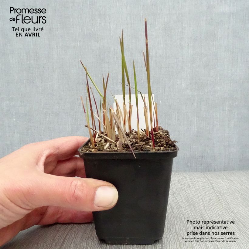 Amostra de Imperata cylindrica Red Baron Vaso de 8/9 cm tal como entregue na primavera