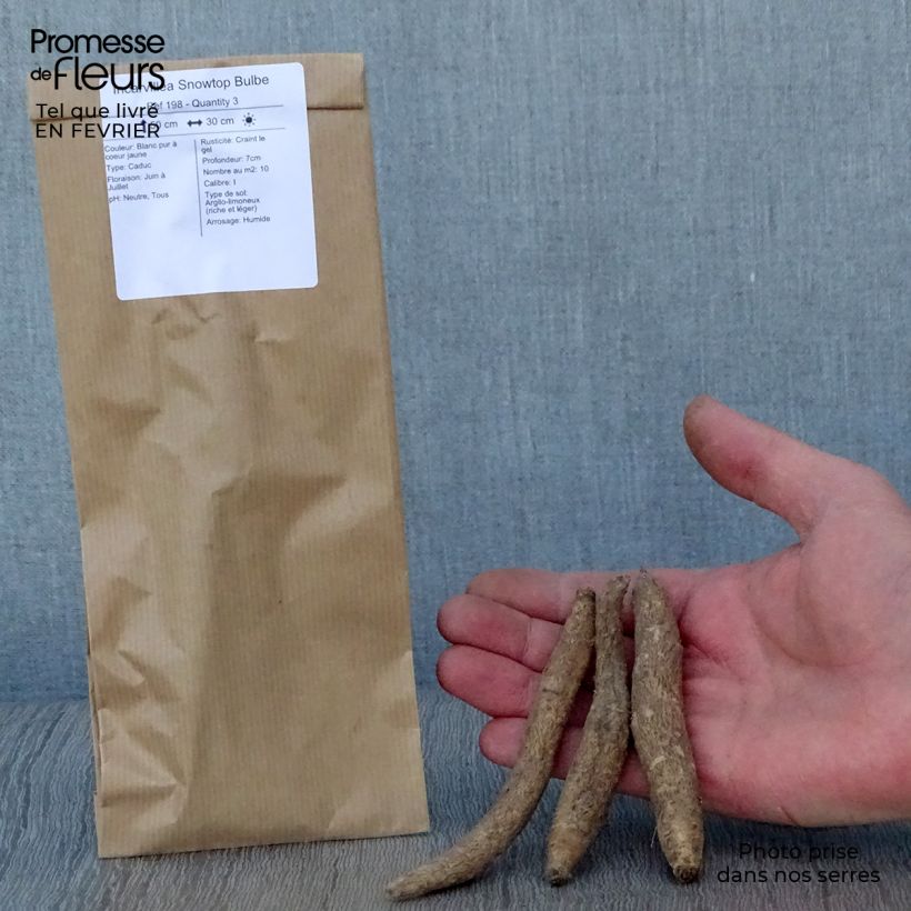 Amostra de Incarvillea Snowtop Bulbo size I tal como entregue no inverno