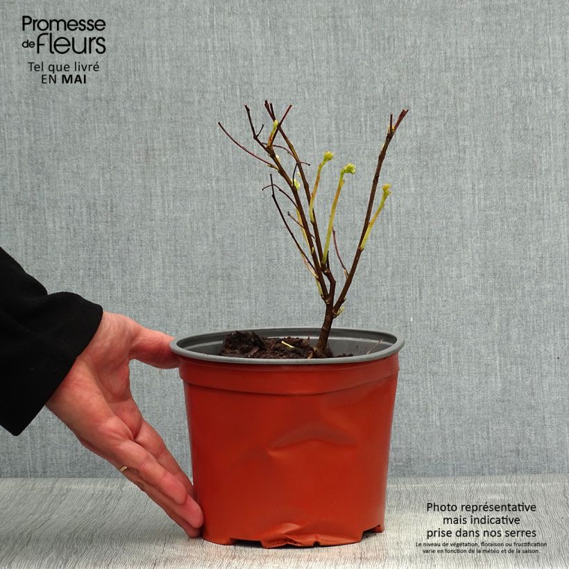 Amostra de Indigofera kirilowii - Indigotier de Kirilov Vaso de 2 L/3 L tal como entregue na primavera