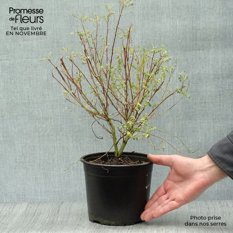 Amostra de Indigofera heterantha Vaso de 2 L/3 L tal como entregue no outono