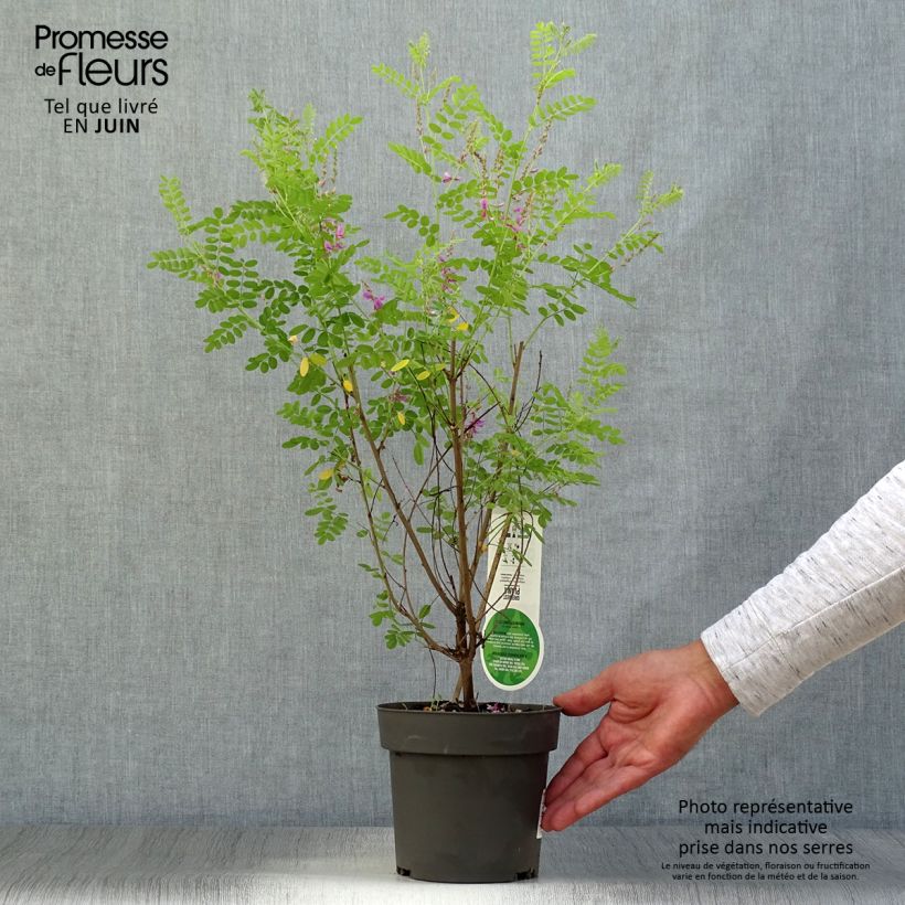 Amostra de Indigofera heterantha Vaso de 2 L/3 L tal como entregue no verão