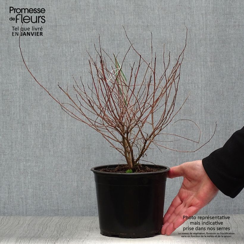 Amostra de Indigofera heterantha (gerardiana) - Indigotier rose Vaso de 2 L/3 L tal como entregue no inverno