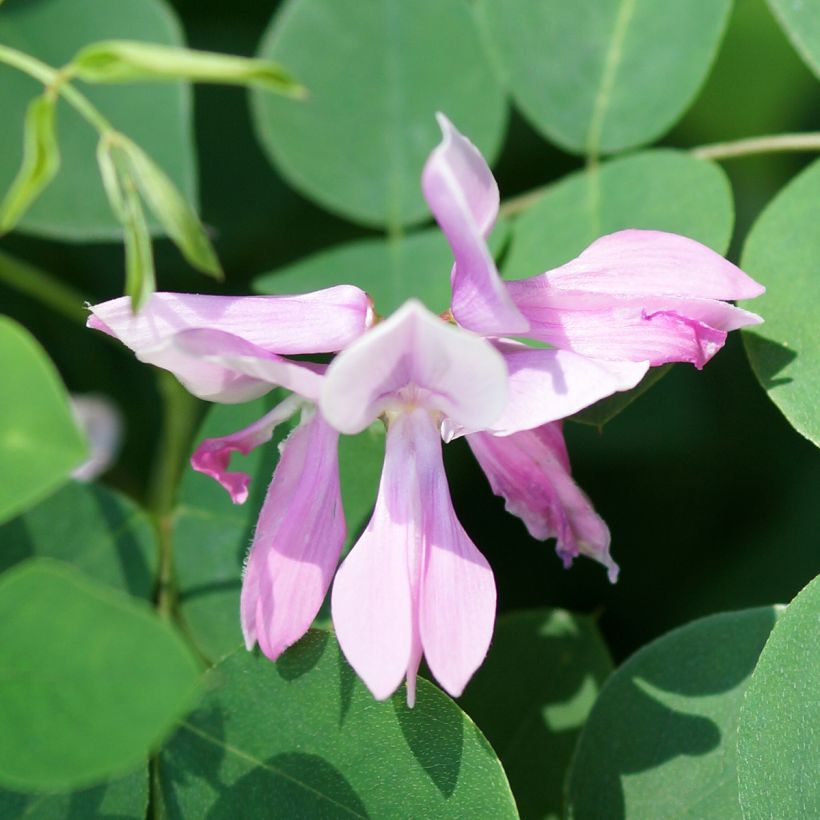 Indigofera kirilowii - Indigotier de Kirilov (Floração)