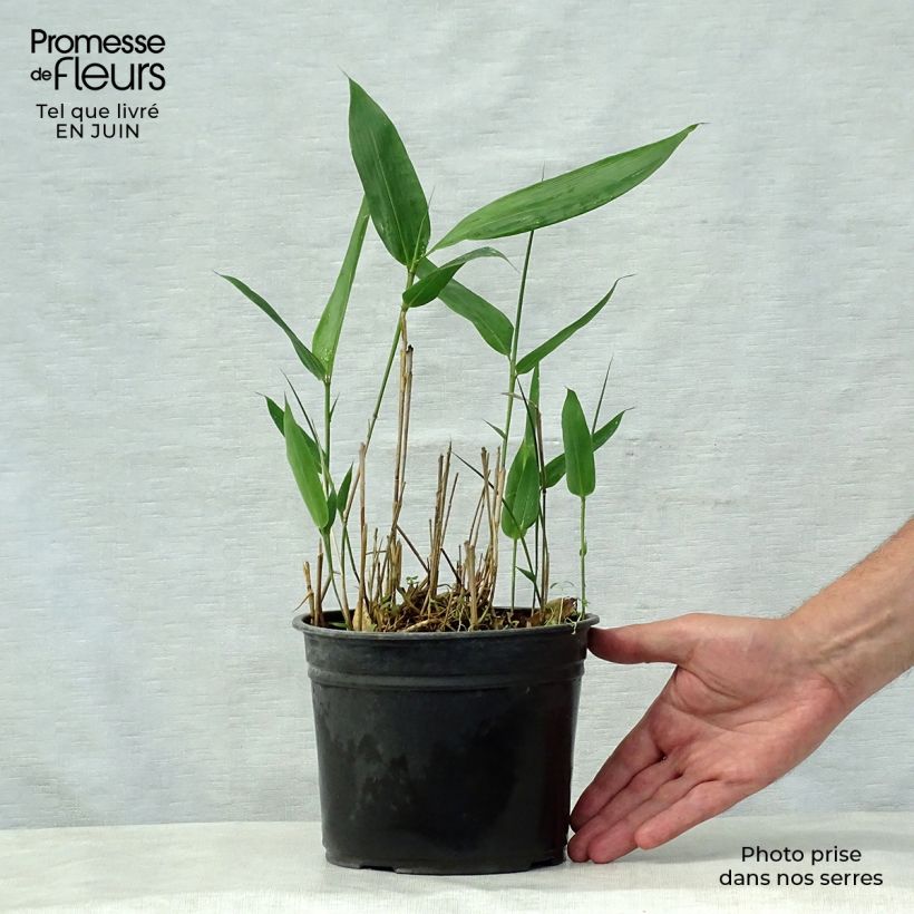 Amostra de Indocalamus latifolius Vaso de 2 L/3 L tal como entregue no verão