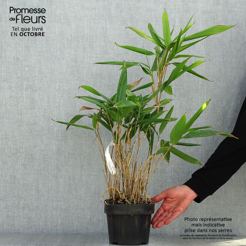 Amostra de Indocalamus latifolius Vaso de 2 L/3 L tal como entregue no outono