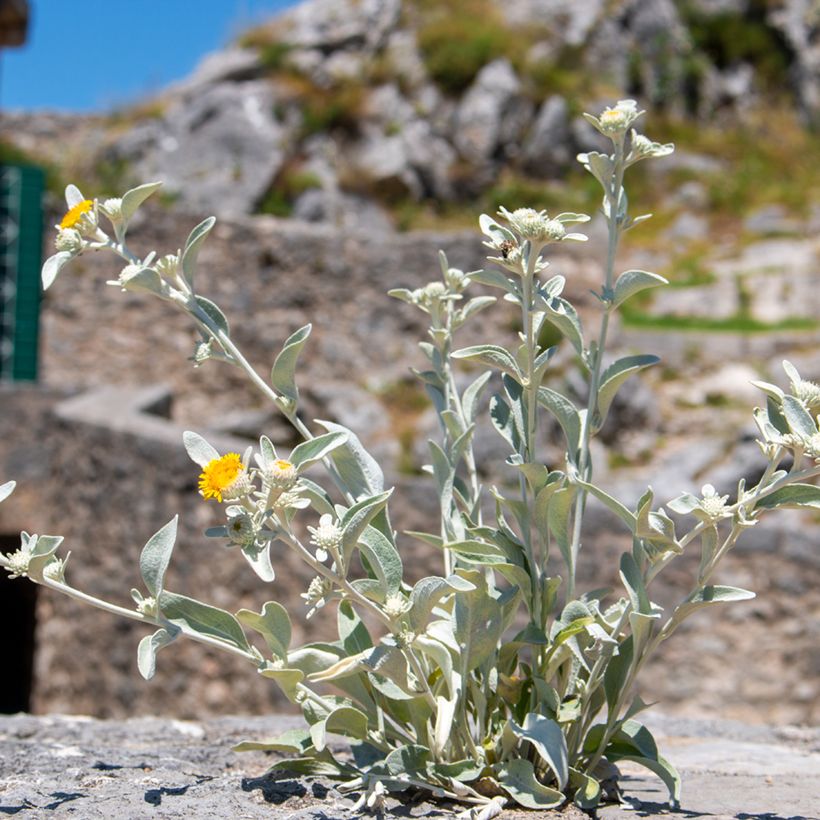Inula candida subsp. verbascifolia (Hábito)