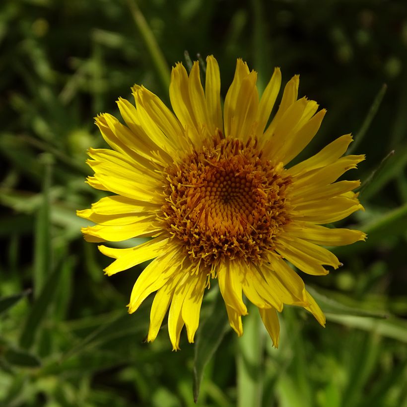 Inula ensifolia (Floração)