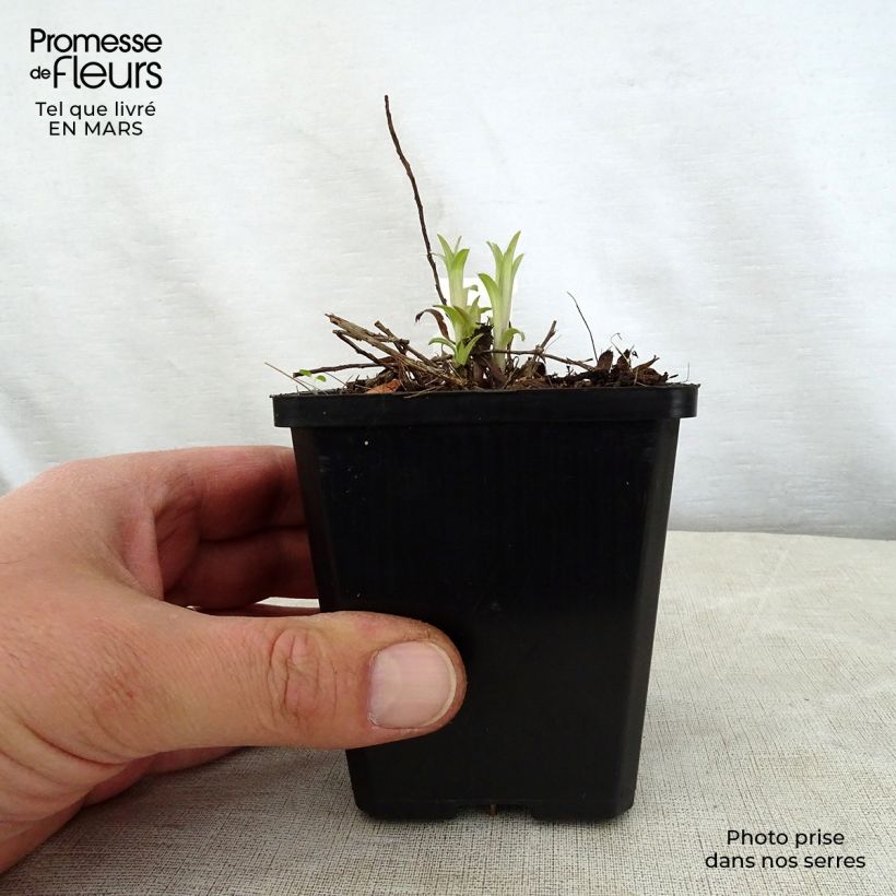 Amostra de Inula ensifolia Vaso de 8/9 cm tal como entregue na primavera