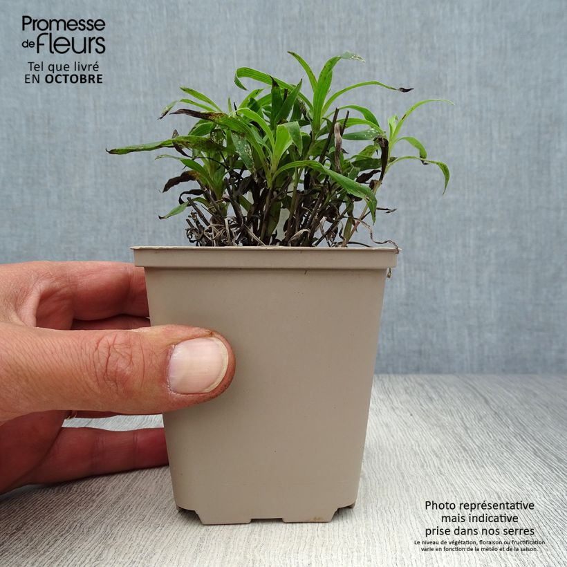 Amostra de Inula ensifolia Vaso de 8/9 cm tal como entregue no outono