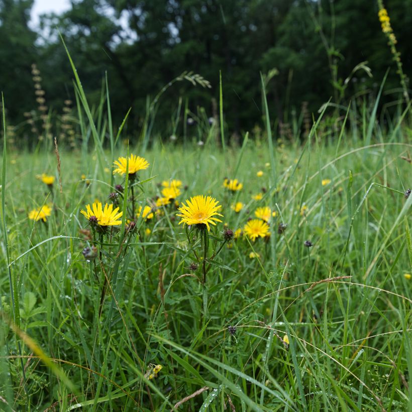 Inula ensifolia (Hábito)