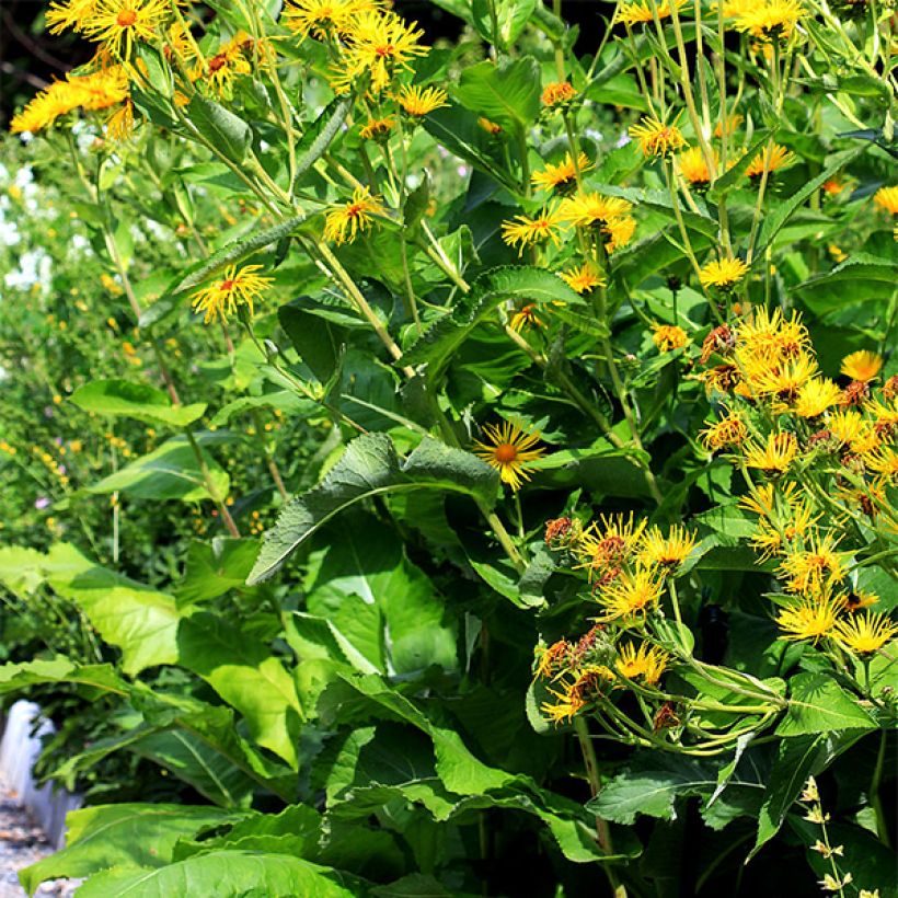 Inula helenium (Hábito)
