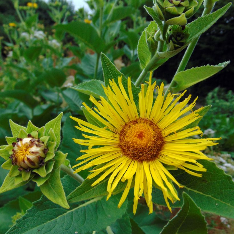 Inula helenium (Floração)