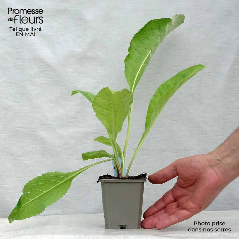 Amostra de Inula helenium Vaso de 8/9 cm tal como entregue na primavera