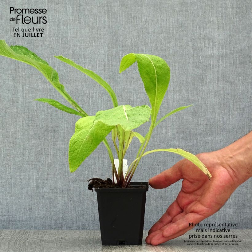 Amostra de Inula helenium Vaso de 8/9 cm tal como entregue no verão