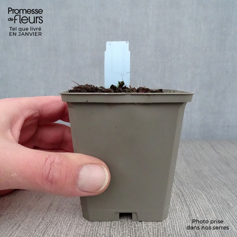 Amostra de Inula helenium - Grande Aunée Vaso de 8/9 cm tal como entregue no inverno