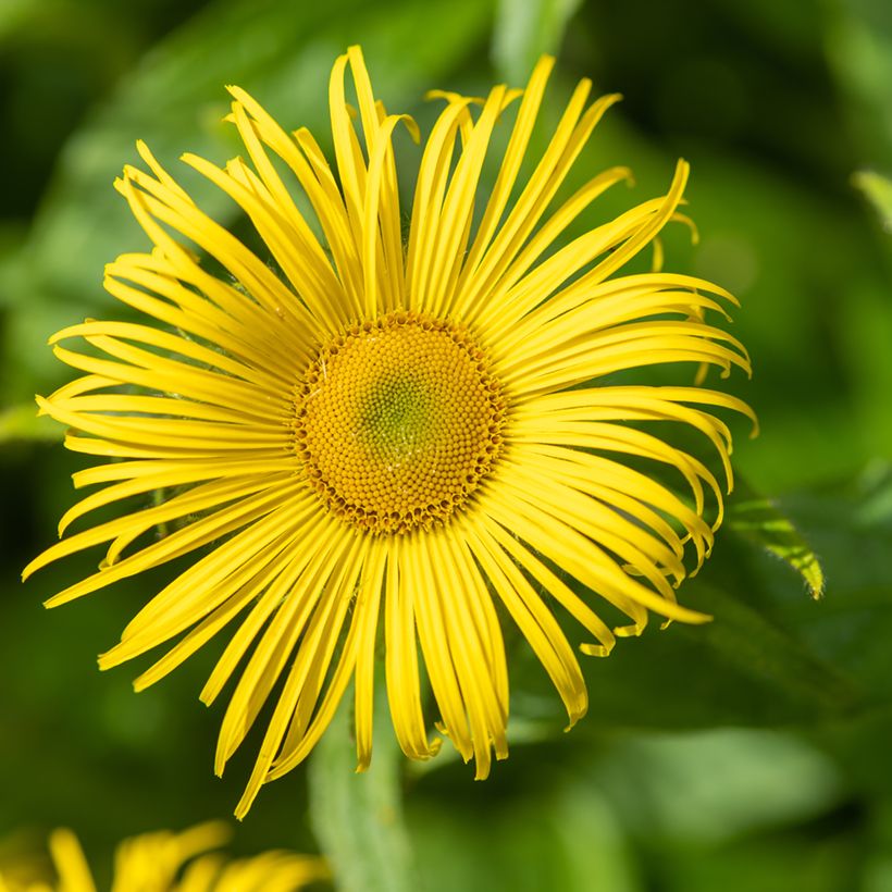 Inula helenium (Floração)