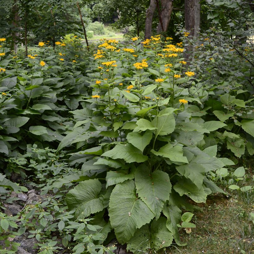 Inula helenium (Hábito)