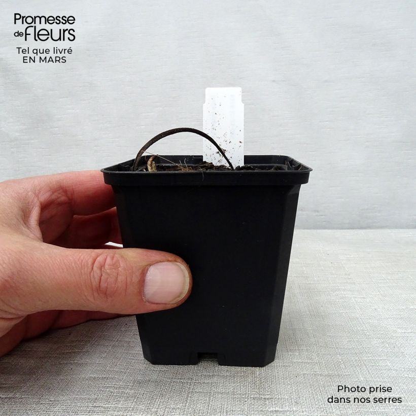 Amostra de Inula magnifica Vaso de 8/9 cm tal como entregue na primavera