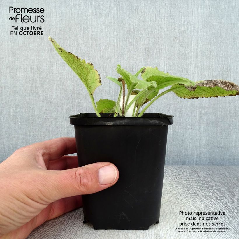 Amostra de Inula magnifica Vaso de 8/9 cm tal como entregue no outono