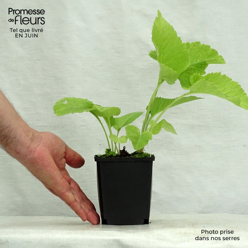Amostra de Inula magnifica Vaso de 8/9 cm tal como entregue no verão