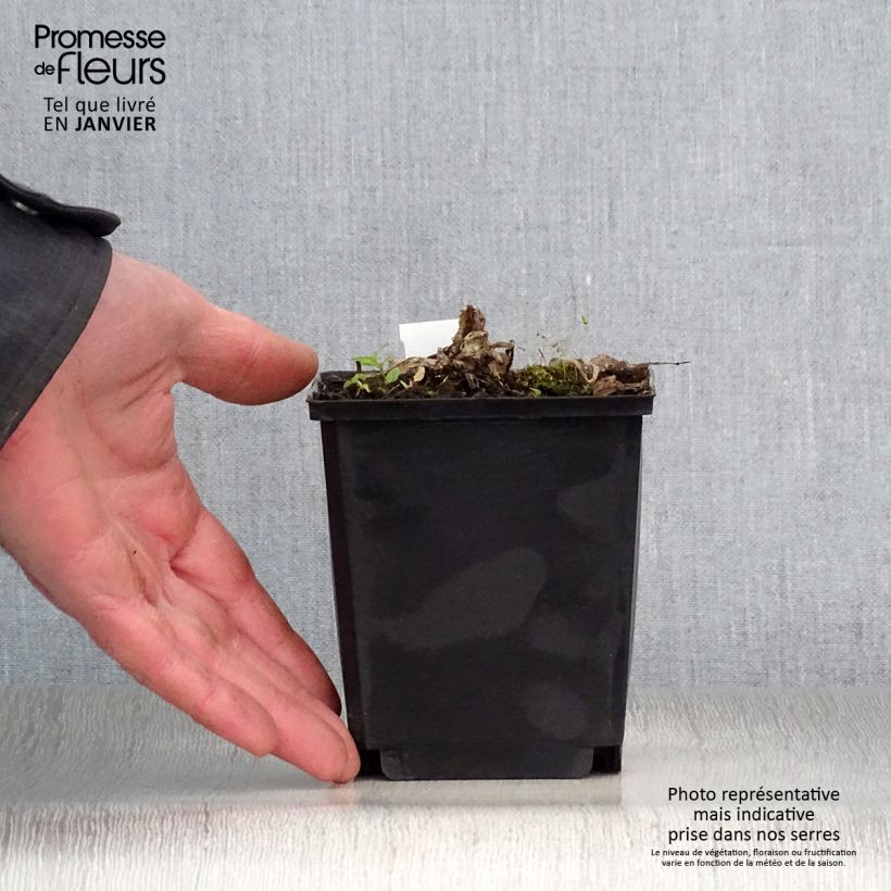 Amostra de Inula magnifica Vaso de 8/9 cm tal como entregue no inverno